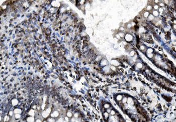 REA/PHB2 Mouse Monoclonal Antibody