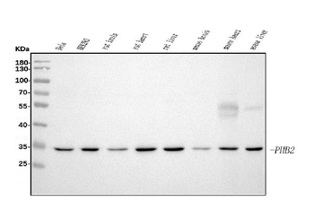 REA/PHB2 Mouse Monoclonal Antibody