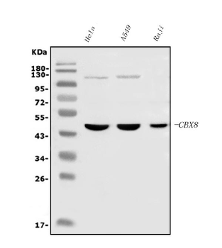 Cbx8 Mouse Monoclonal Antibody