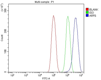 ARF6 Antibody