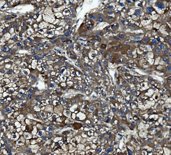 Caspase-5/CASP5 Rabbit Polyclonal Antibody
