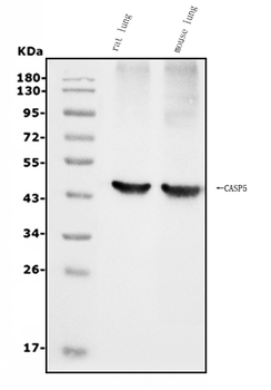 Caspase-5/CASP5 Rabbit Polyclonal Antibody