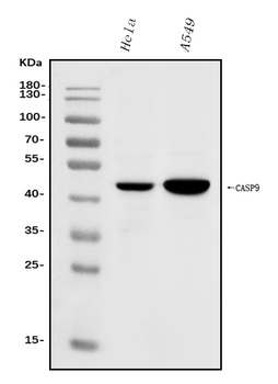 Caspase-9/CASP9 Rabbit Polyclonal Antibody
