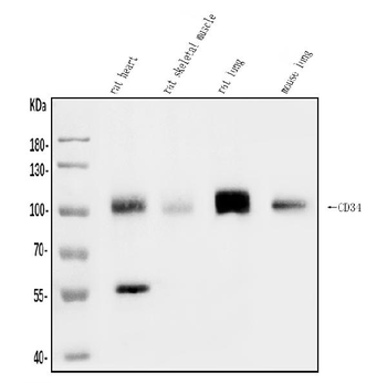 CD34 Rabbit Polyclonal Antibody