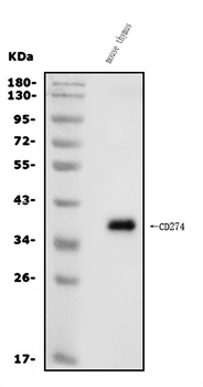 PD-L1/Cd274/PD Rabbit Polyclonal Antibody