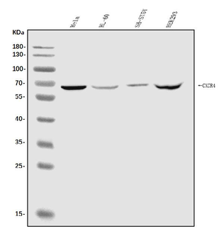 CXCR4 Rabbit Polyclonal Antibody