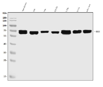EHD3 Antibody