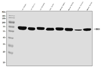 EHD3 Antibody