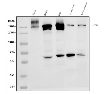 EPRS1/PARS Rabbit Polyclonal Antibody