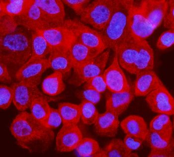 IRF3 Rabbit Polyclonal Antibody