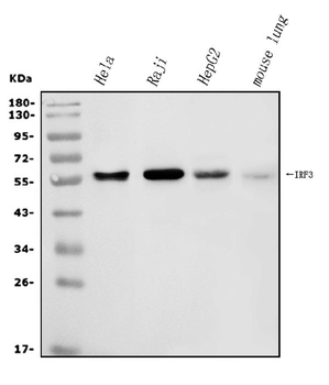 IRF3 Rabbit Polyclonal Antibody