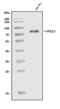 Nfe2l3 Rabbit Polyclonal Antibody