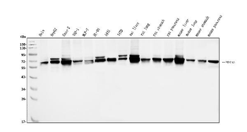 PDIA5 Rabbit Polyclonal Antibody