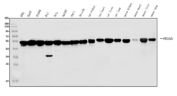 PDIA6 Antibody