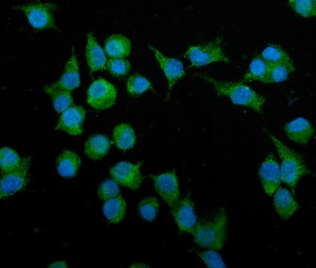 Podoplanin/gp36/Pdpn Rabbit Polyclonal Antibody