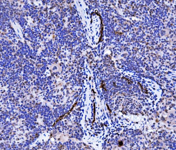 Podoplanin/gp36/Pdpn Rabbit Polyclonal Antibody