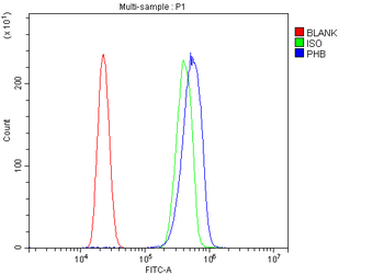 Prohibitin/PHB Antibody