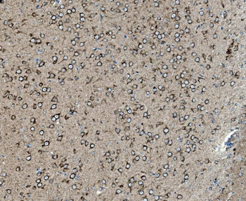 Prohibitin/PHB Antibody