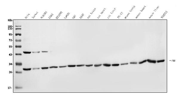 Prohibitin/PHB Antibody
