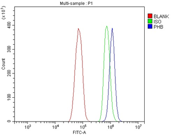 Prohibitin/PHB Antibody