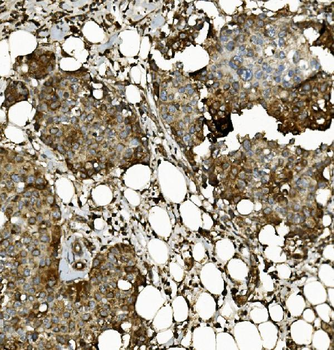 Prohibitin/PHB Antibody