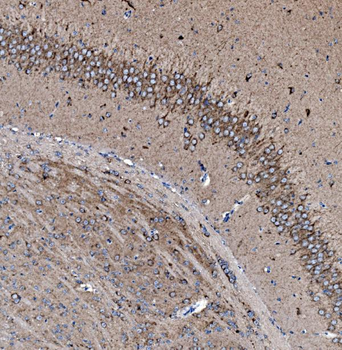Prohibitin/PHB Antibody