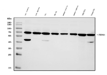 PRDM14 Rabbit Polyclonal Antibody