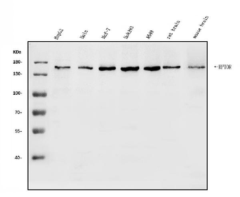 Raptor/RPTOR Rabbit Polyclonal Antibody