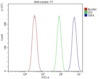 TAF4 Antibody