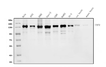 TAF4 Antibody