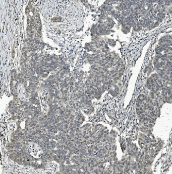 TAF4 Antibody