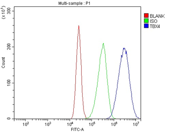 TBX4 Antibody