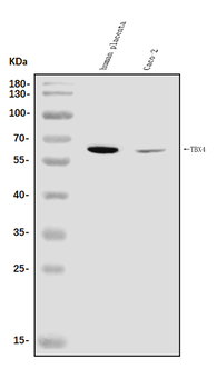 TBX4 Antibody