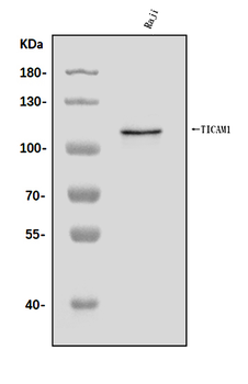 TRIF/TICAM1 Antibody
