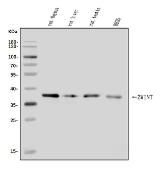 ZWINT Rabbit Polyclonal Antibody