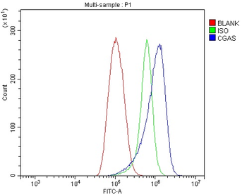 CGAS Rabbit Polyclonal Antibody