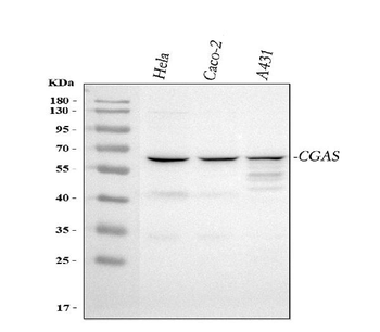 CGAS Rabbit Polyclonal Antibody