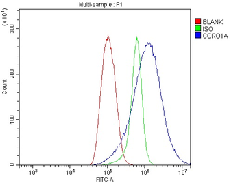 Coronin 1a/TACO/CORO1A Antibody