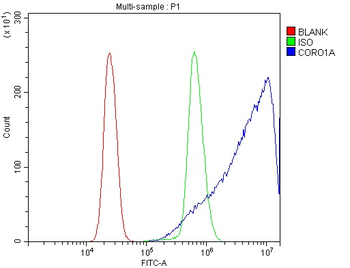 Coronin 1a/TACO/CORO1A Antibody