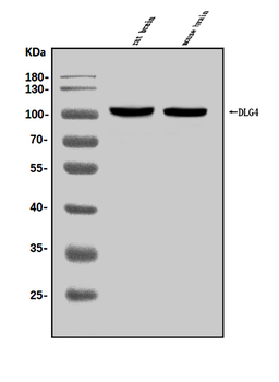 PSD95/DLG4 Rabbit Polyclonal Antibody