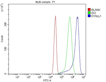 DYNLL1/PIN Rabbit Polyclonal Antibody