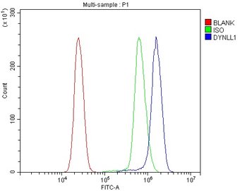 DYNLL1/PIN Rabbit Polyclonal Antibody