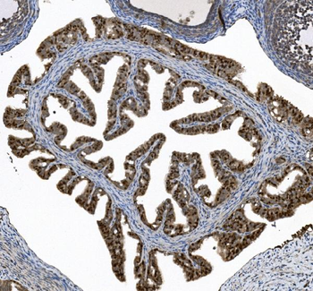 FOXJ1 Rabbit Polyclonal Antibody