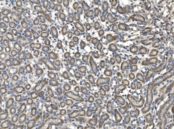 Milk Fat Globule 1/Mfge8 Rabbit Polyclonal Antibody