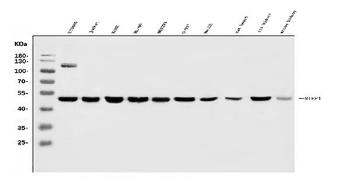 MIEF1 Rabbit Polyclonal Antibody
