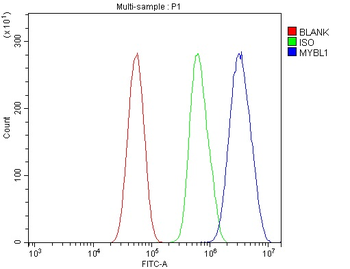 v-Myb/MYBL1 Rabbit Polyclonal Antibody