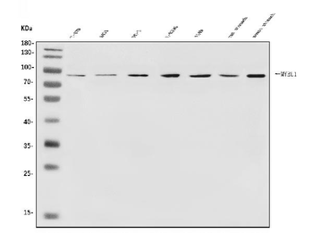 v-Myb/MYBL1 Rabbit Polyclonal Antibody
