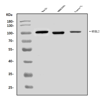 B MyB/MYBL2 Antibody