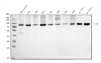 NSF Rabbit Polyclonal Antibody