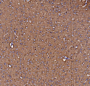 NSF Rabbit Polyclonal Antibody